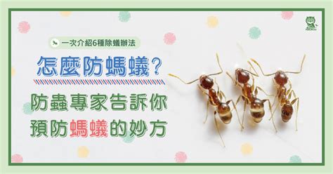 房間有很多螞蟻|怎麼防螞蟻？螞蟻大軍怕什麼？居家螞蟻防治專家告訴。